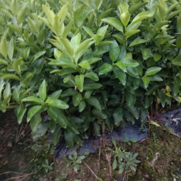 爱媛28苗(2年50--85高有枝)抗病性强,产量高