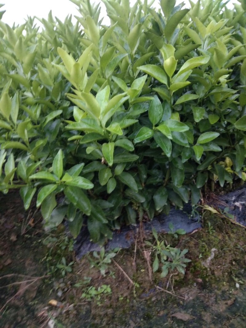 爱媛28苗（2年50--85高有枝）抗病性强，产量高