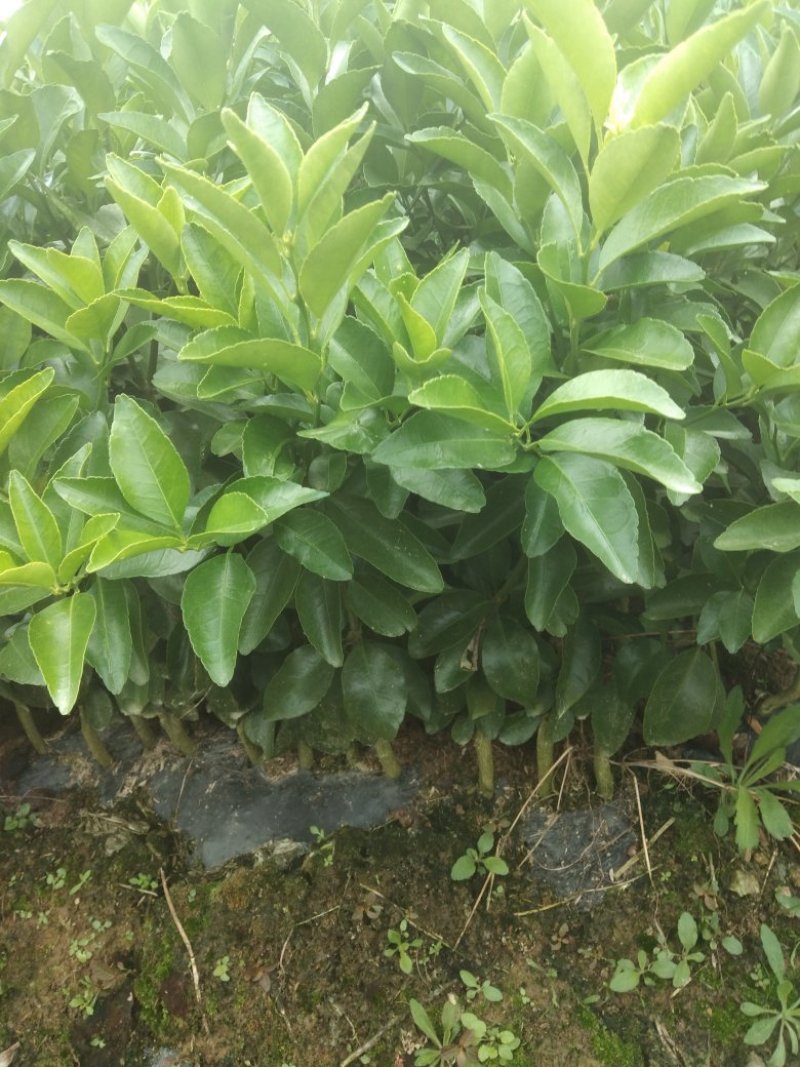 爱媛28苗（2年50--85高有枝）抗病性强，产量高