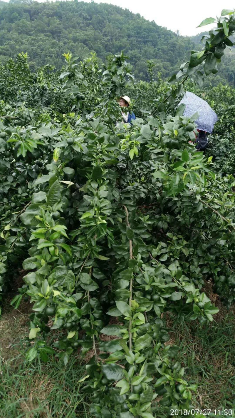 爱媛28苗（2年50--85高有枝）抗病性强，产量高