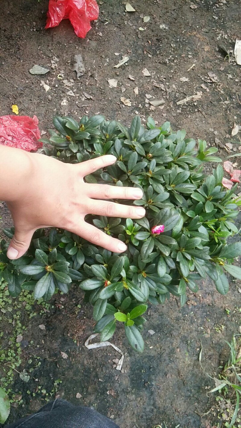 西玛杜鹃