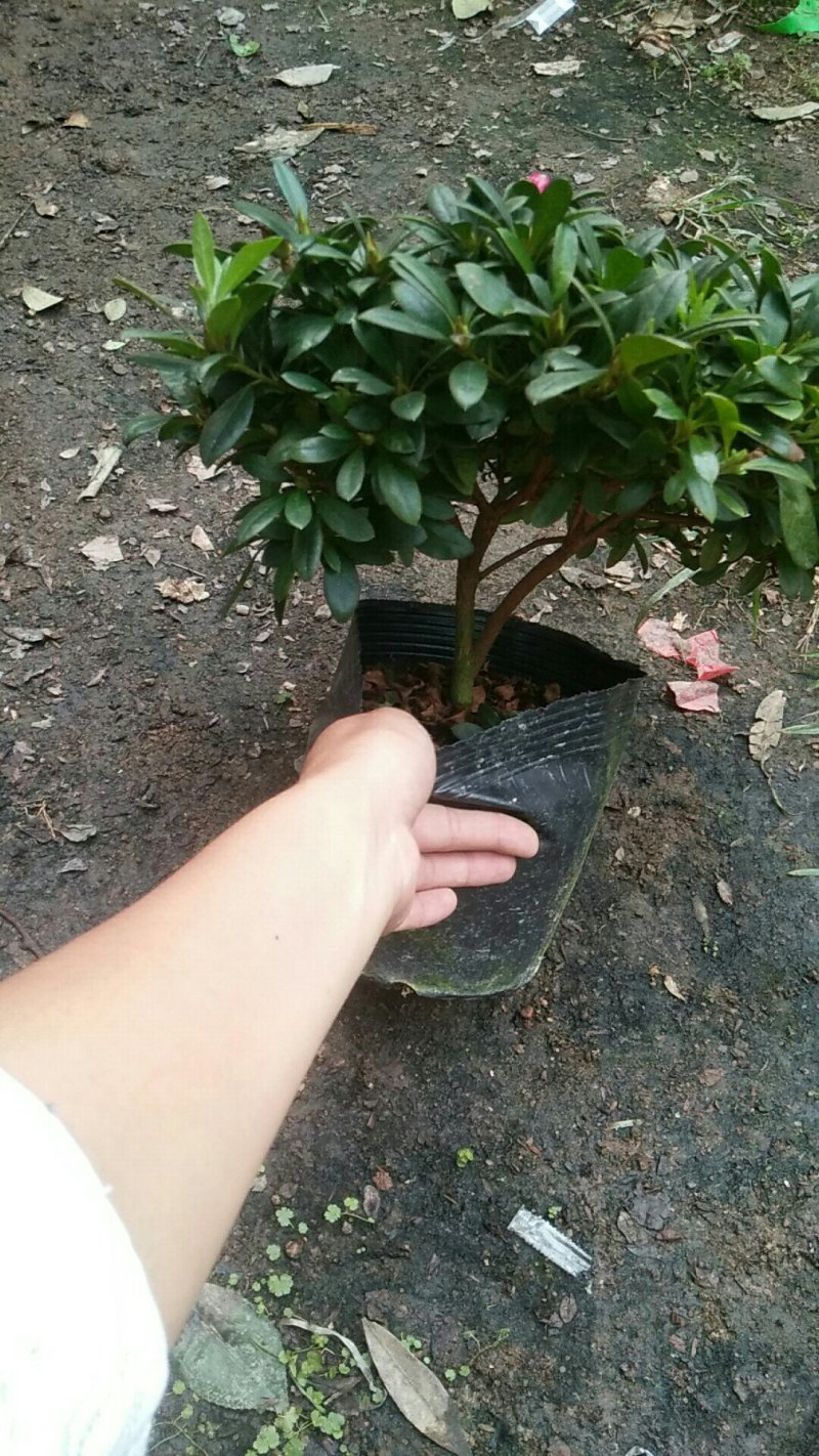 西玛杜鹃