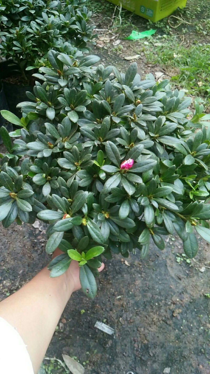 西玛杜鹃