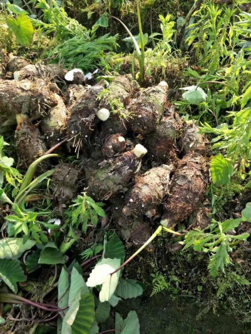 芋头，香芋，荔浦芋头，大量供应。