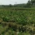 芋头，香芋，荔浦芋头，大量供应。