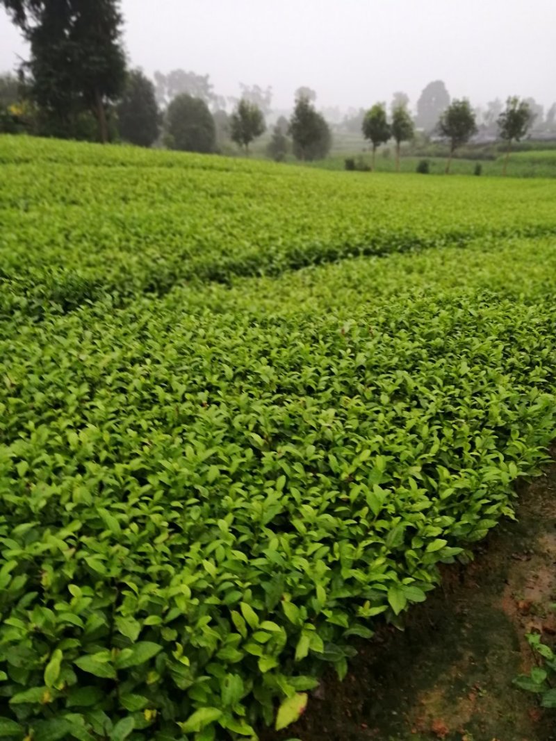 大量出售安吉白茶苗，