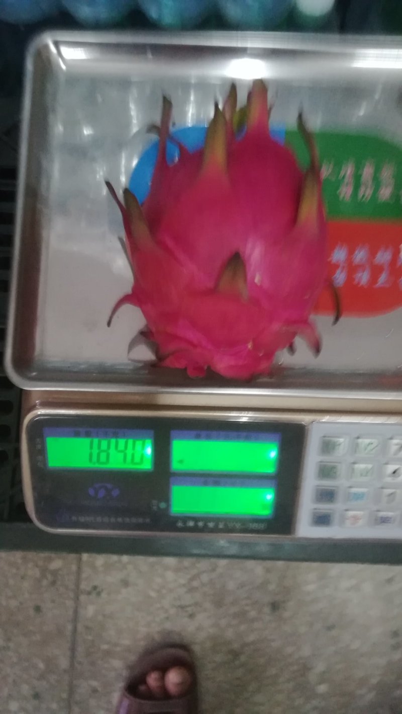 金都大红火龙果基地大货源足