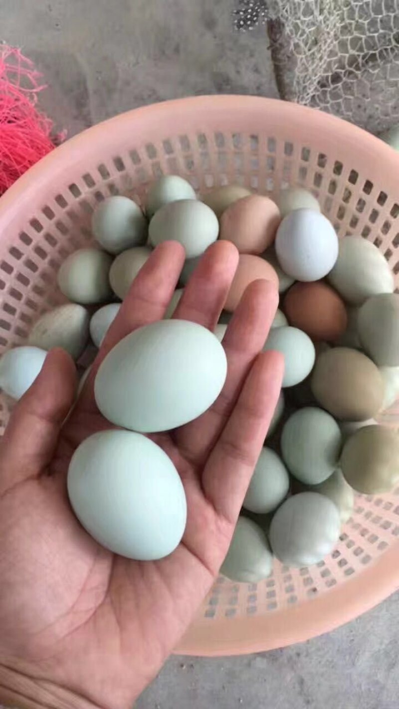五黑一绿鸡
