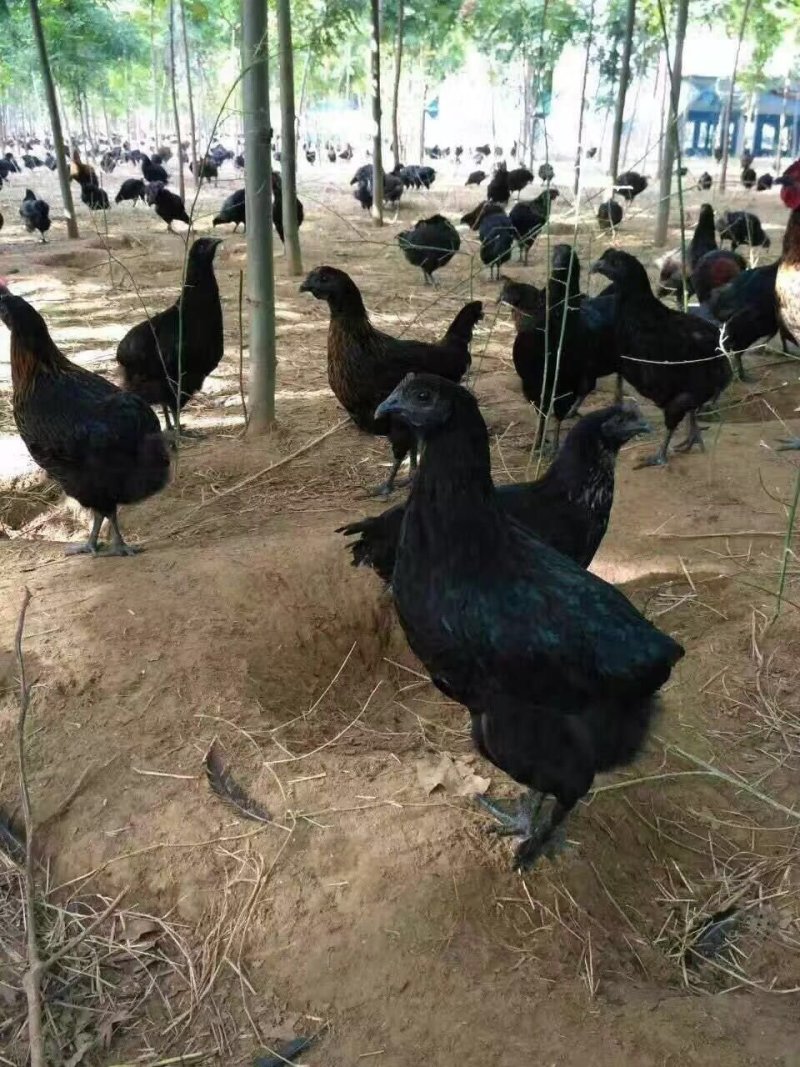 五黑一绿鸡