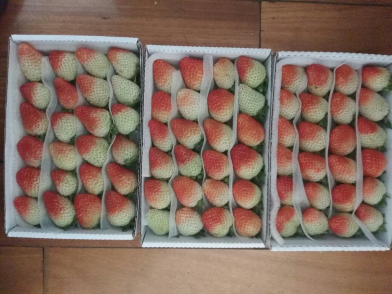 云南夏季草莓