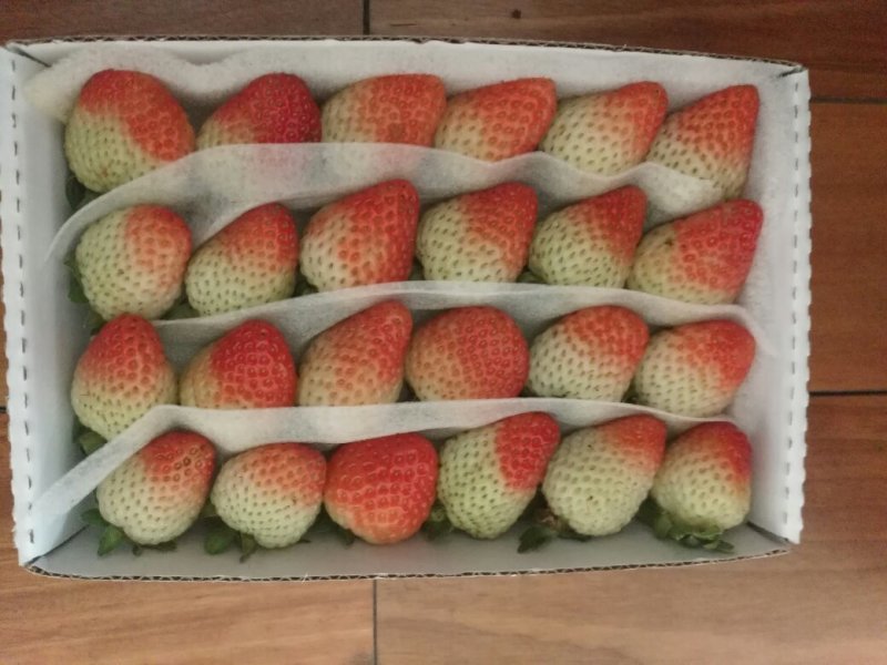 云南夏季草莓