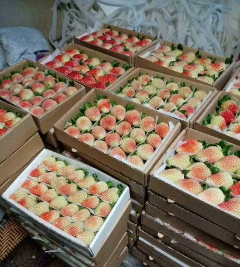 云南夏季草莓