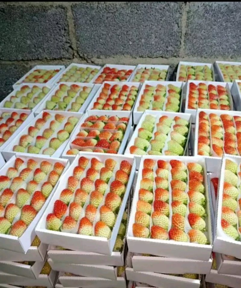 云南夏季草莓