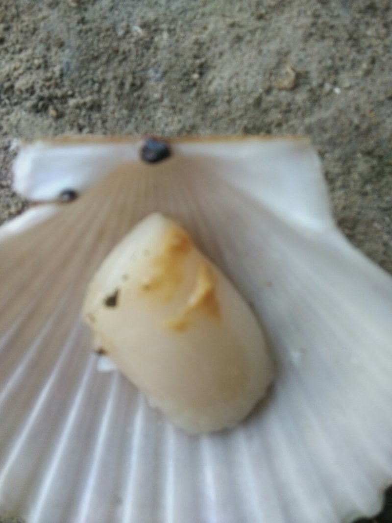 干贝食用冰冻0.1只/kg以下