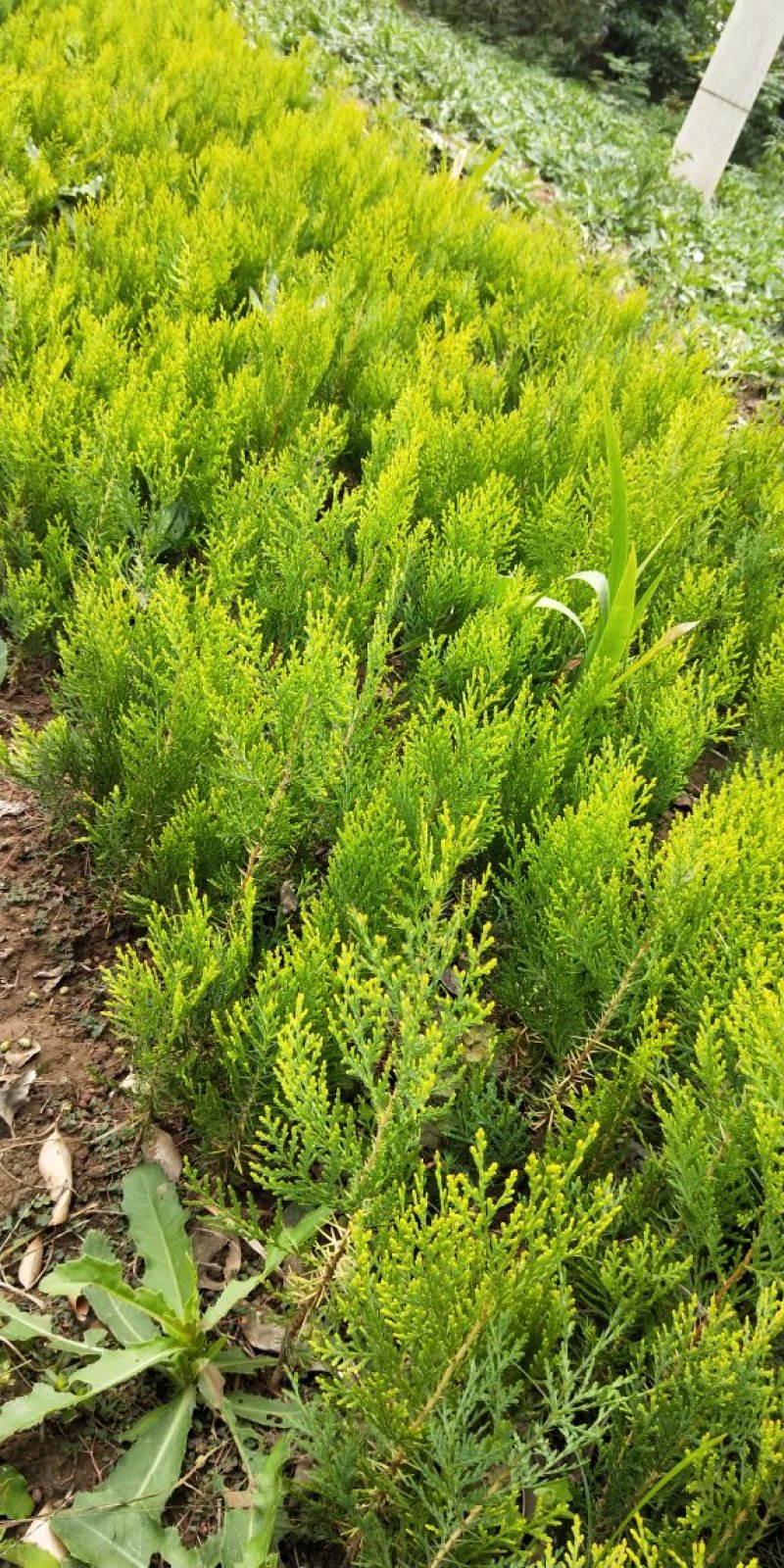 基地常年供应优质洒金柏