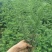 杉树苗一年苗良种苗生长速度快成材率高