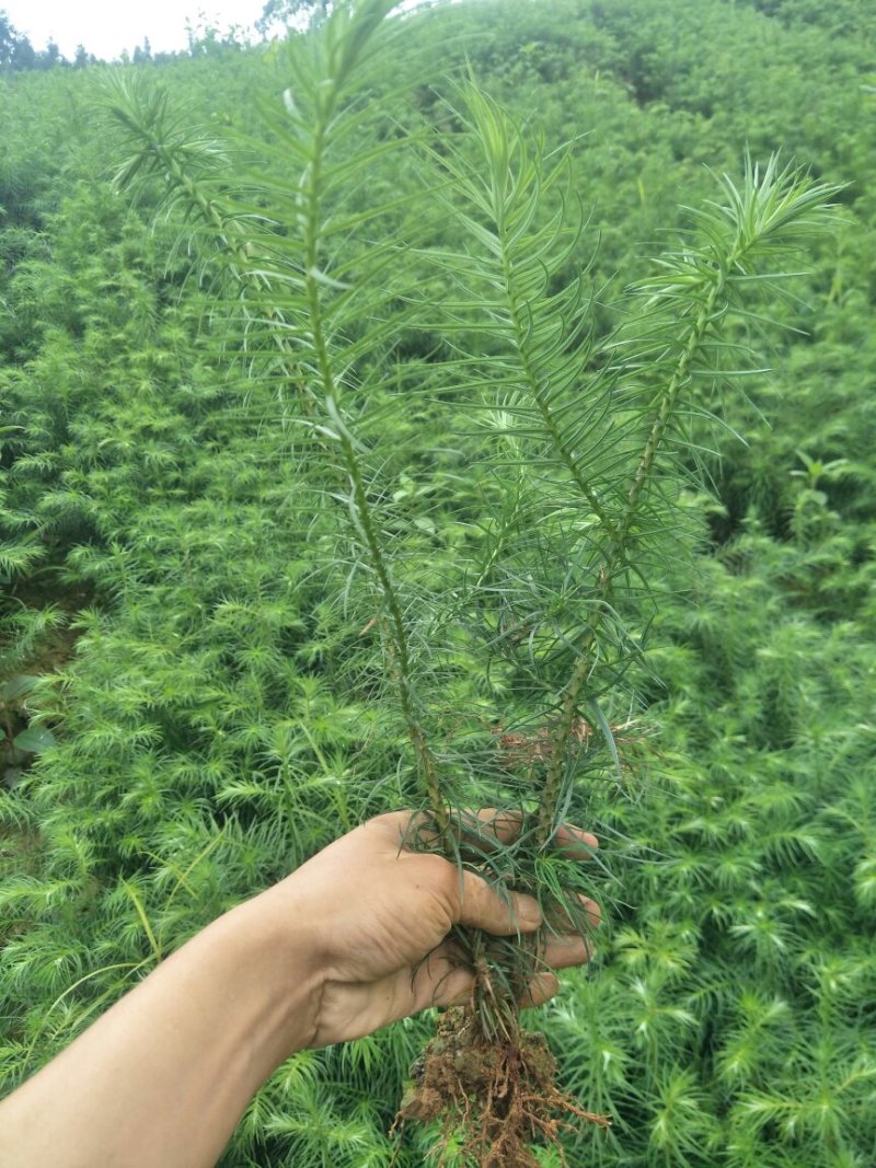 杉树苗一年苗良种苗生长速度快成材率高