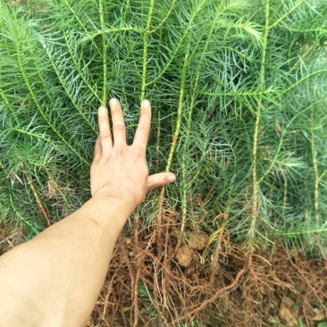 杉树苗一年苗良种苗生长速度快成材率高