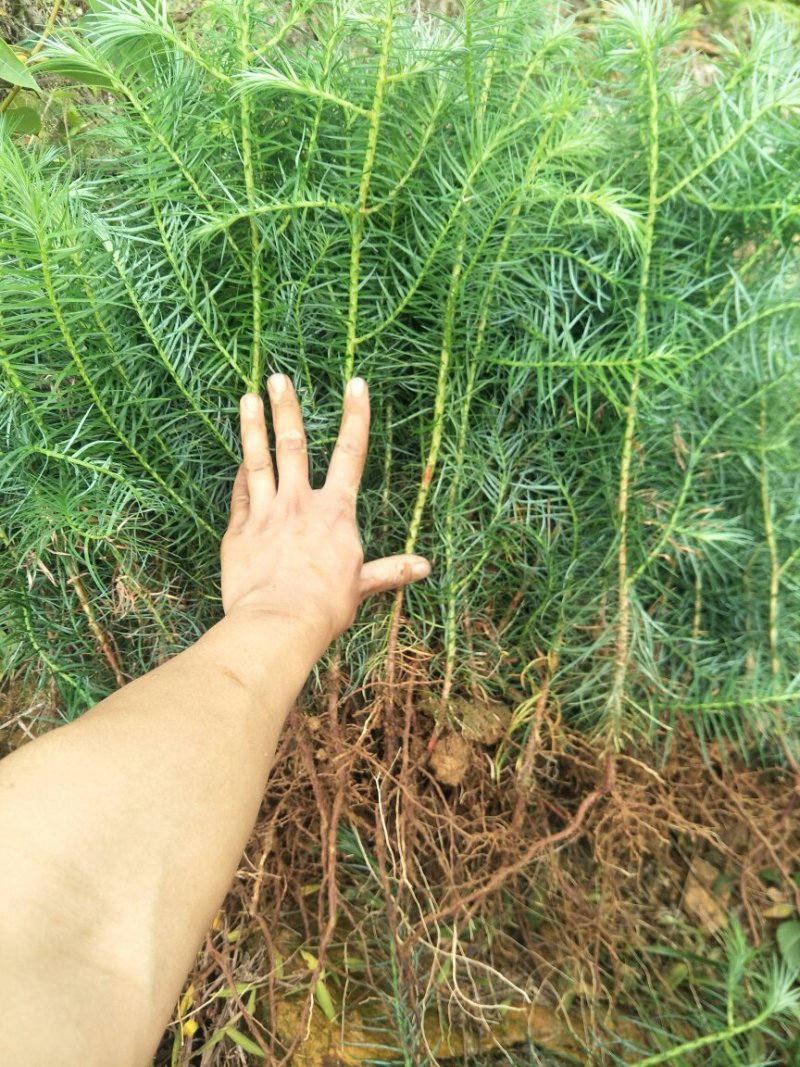 杉树苗一年苗良种苗生长速度快成材率高