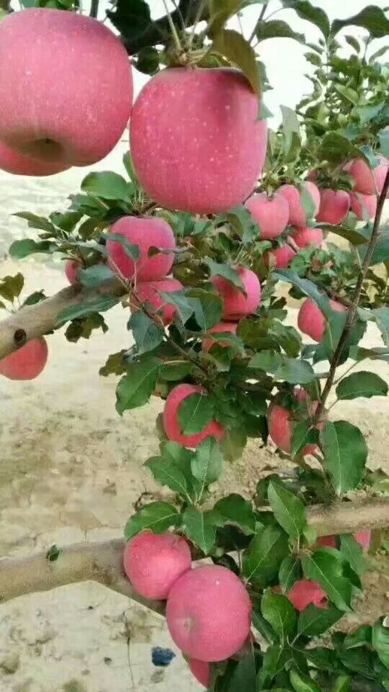 甘肃红富士