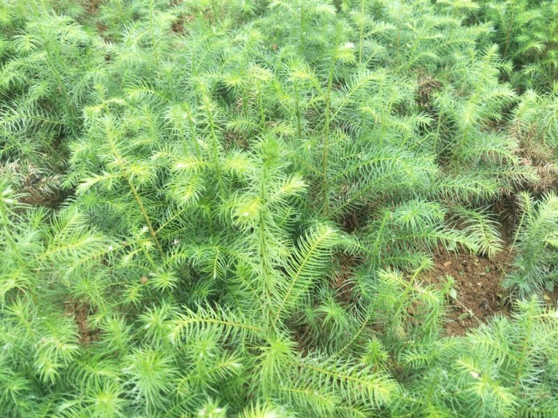杉树苗一年苗良种苗生长速度快成材率高