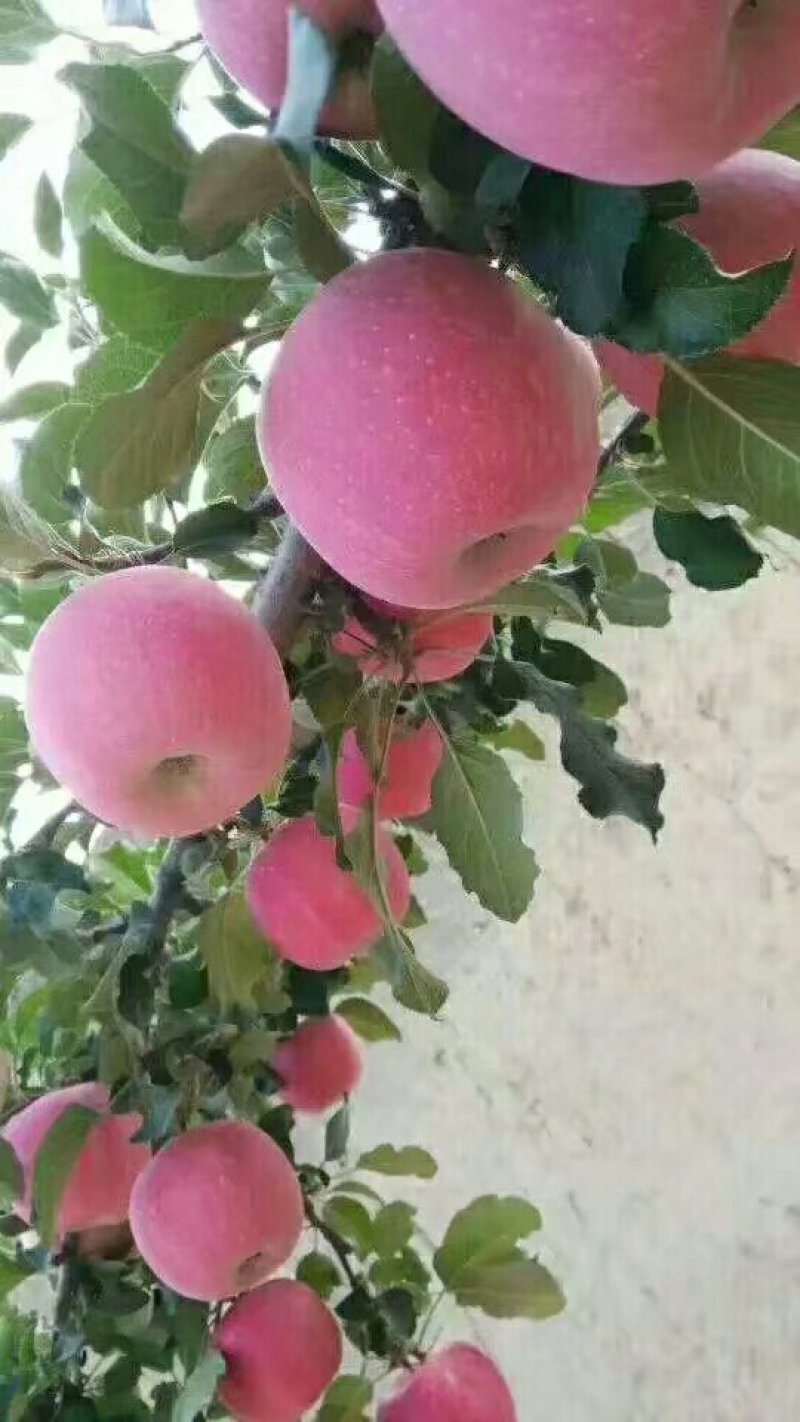 甘肃红富士