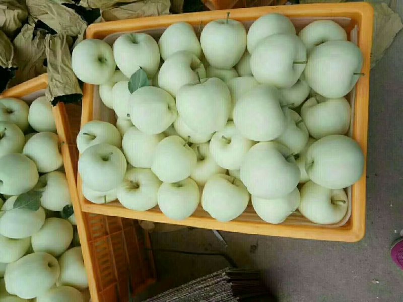 甘肃红富士