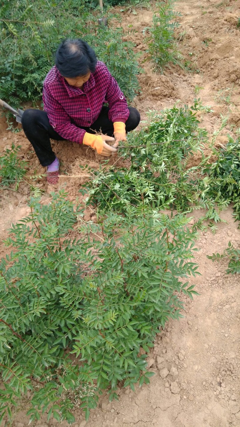 狮子头花椒苗
