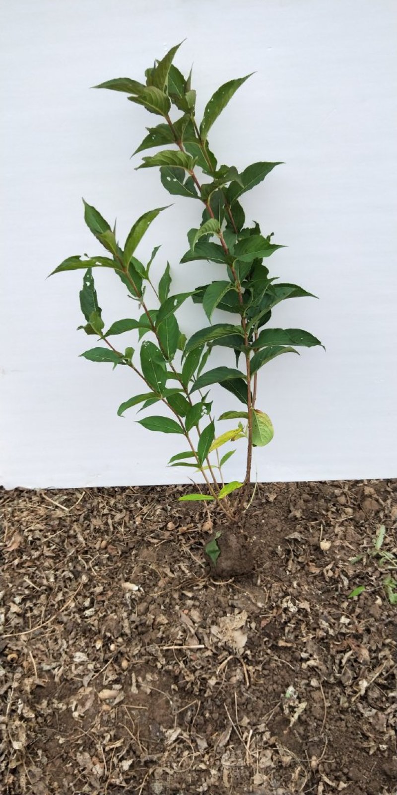 基地直销红王子锦带工程苗，小苗