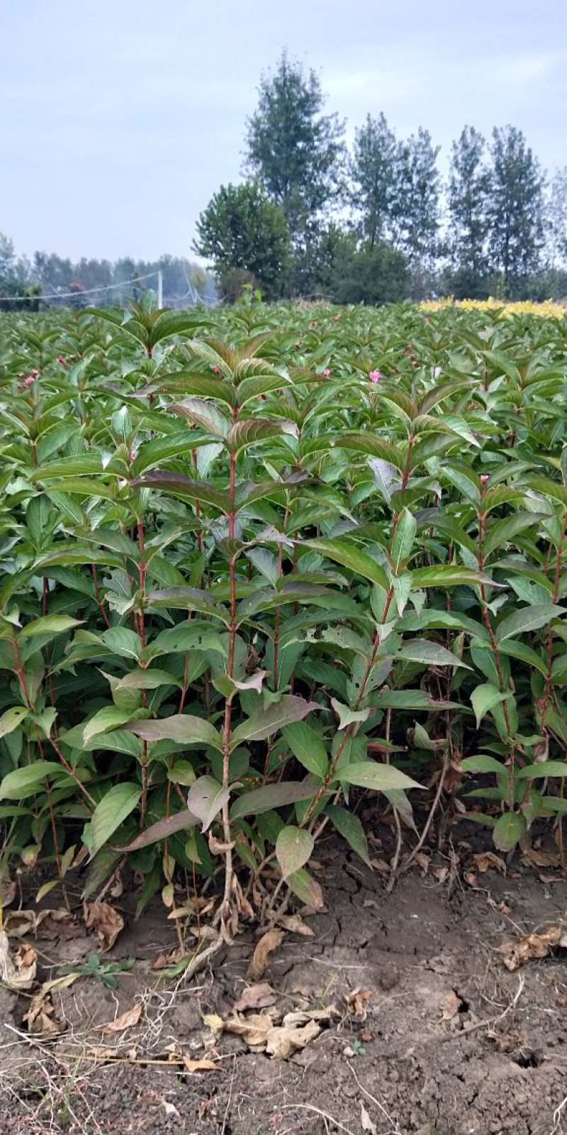 基地直销红王子锦带工程苗，小苗