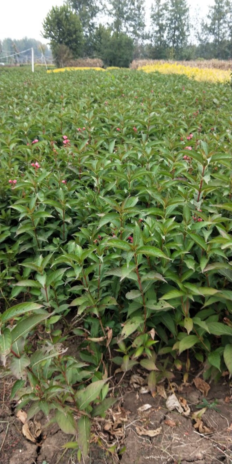 基地直销红王子锦带工程苗，小苗