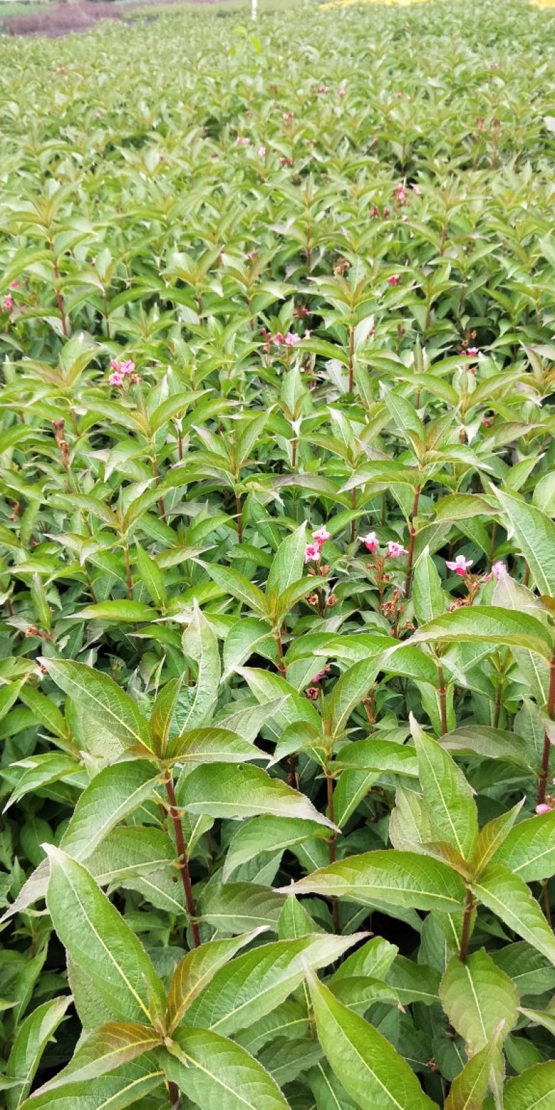 基地直销红王子锦带工程苗，小苗