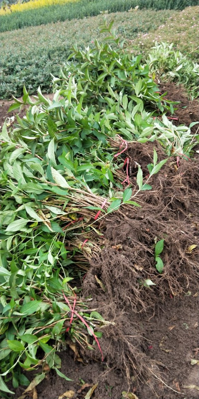 基地直销红王子锦带工程苗，小苗