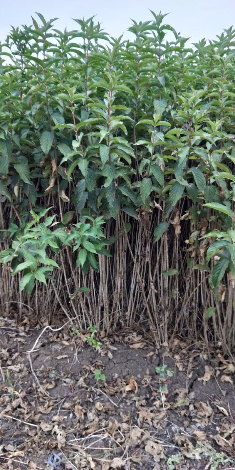 基地直销红王子锦带工程苗，小苗
