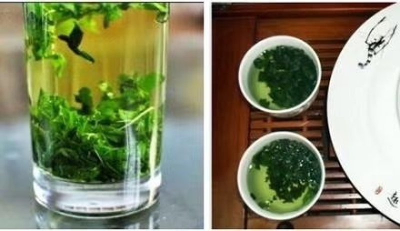 桑叶茶霜后桑叶茶散装
