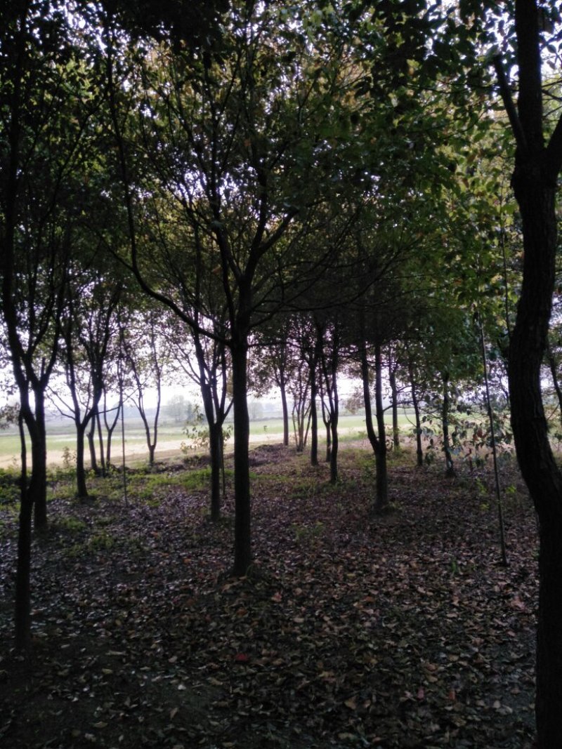 香樟，全冠香樟，多杆香樟，切杆移栽香樟，