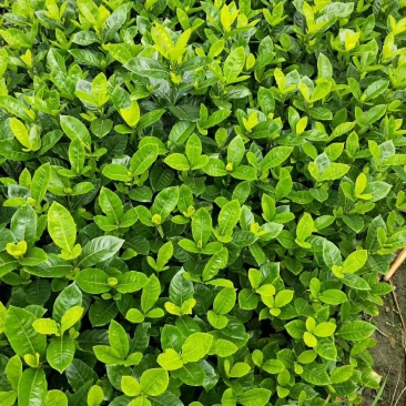 枝花枝