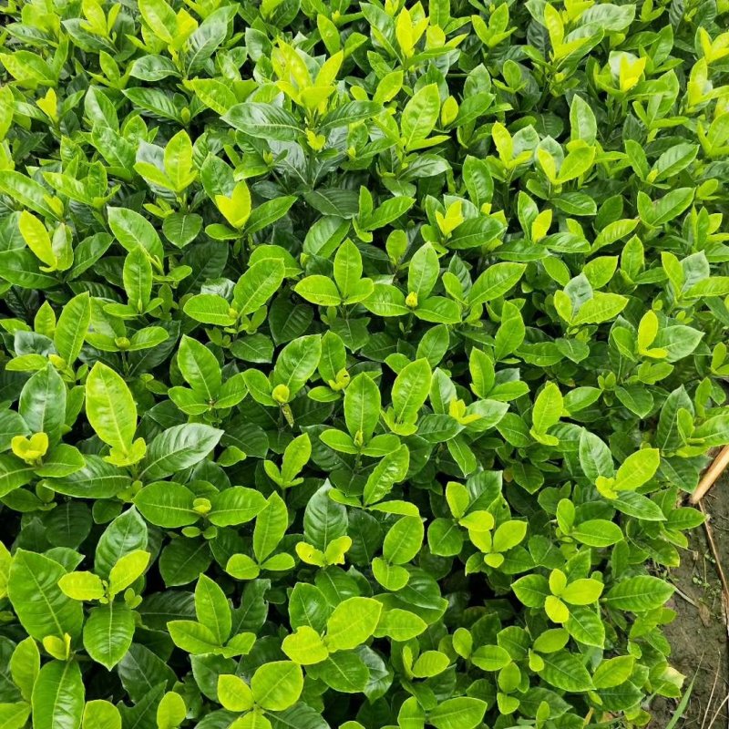 枝花枝
