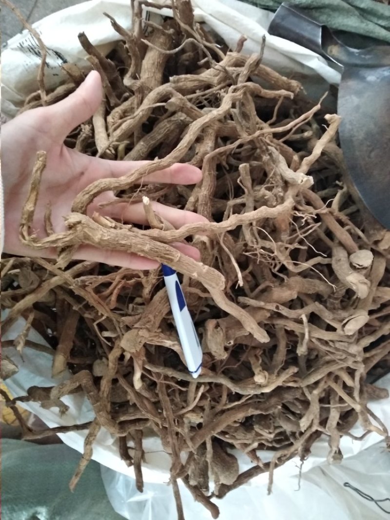 黄花倒水莲足干