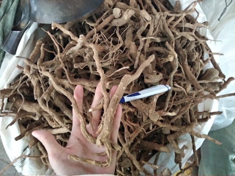 黄花倒水莲足干