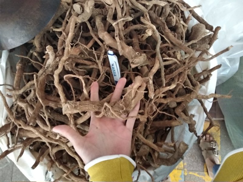 黄花倒水莲足干