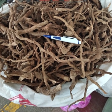 黄花倒水莲足干