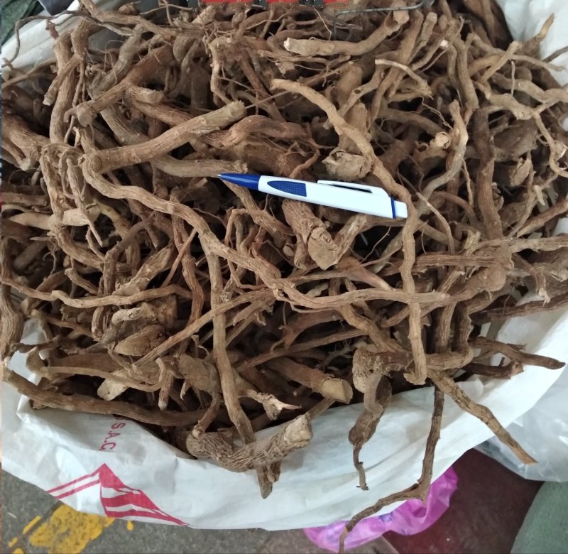 黄花倒水莲足干