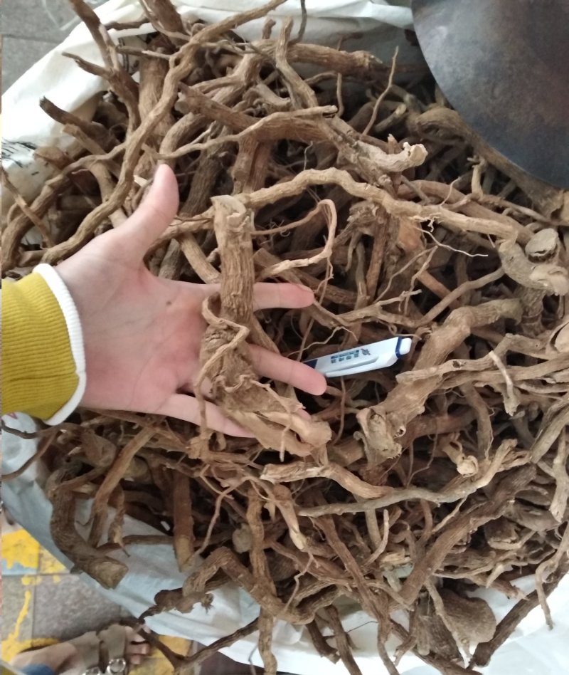 黄花倒水莲足干
