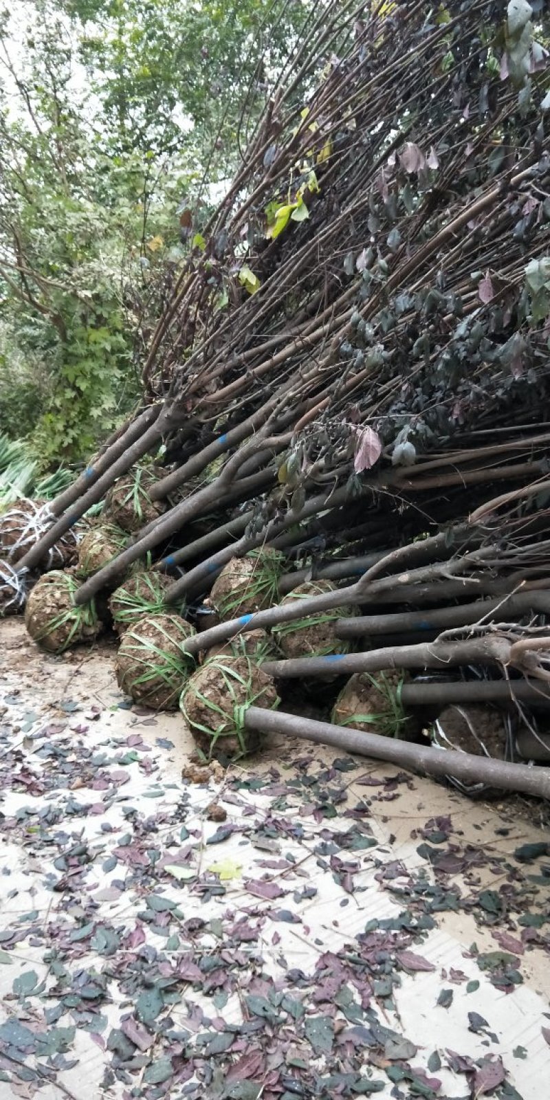 基地常年出售紫叶李