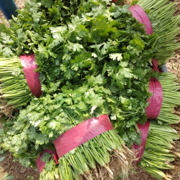 香菜