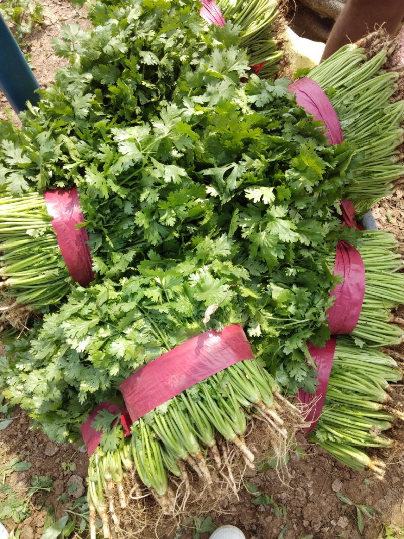 香菜