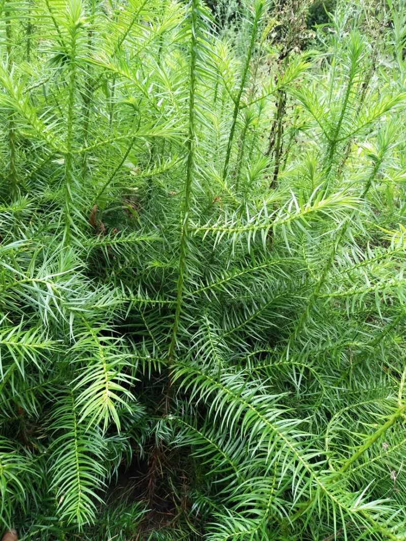 大量供应优质杉木小苗