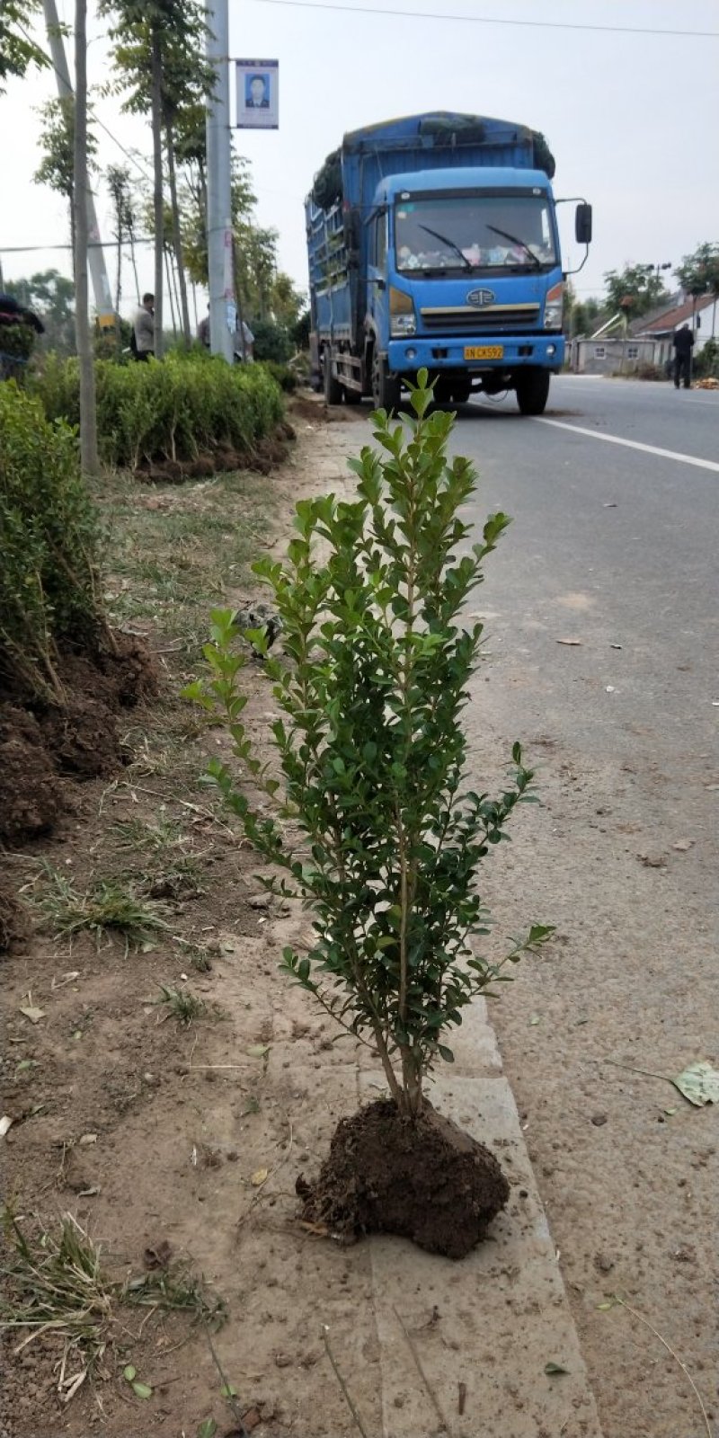 基地直销小叶黄杨工程苗