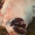 金寨农户自养黑毛猪🐷
